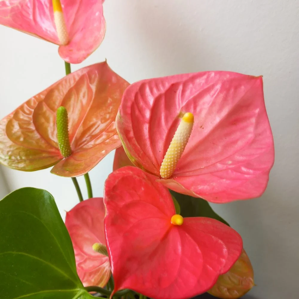 ANTHURIUM, par Apothéose, fleuriste à Caen
