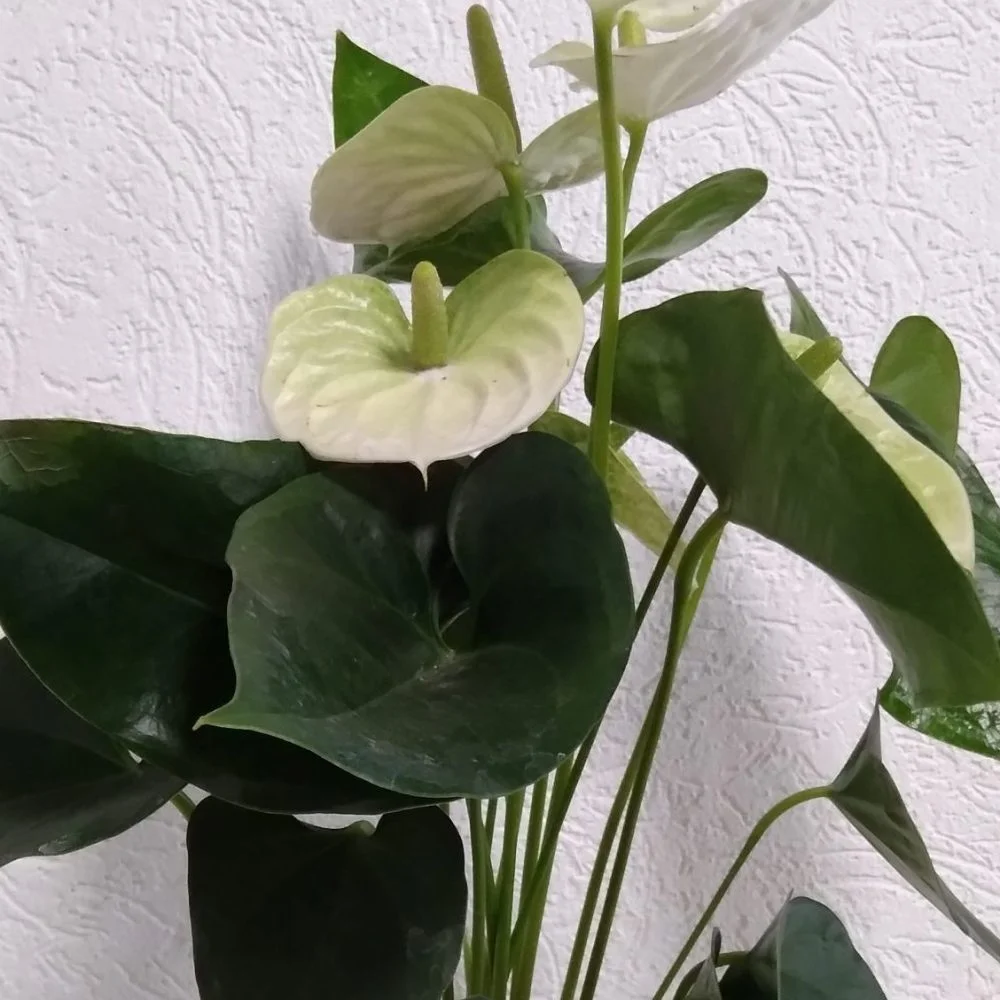 Anthurium Blanc, par Bonheur des fleurs, fleuriste à La Montagne