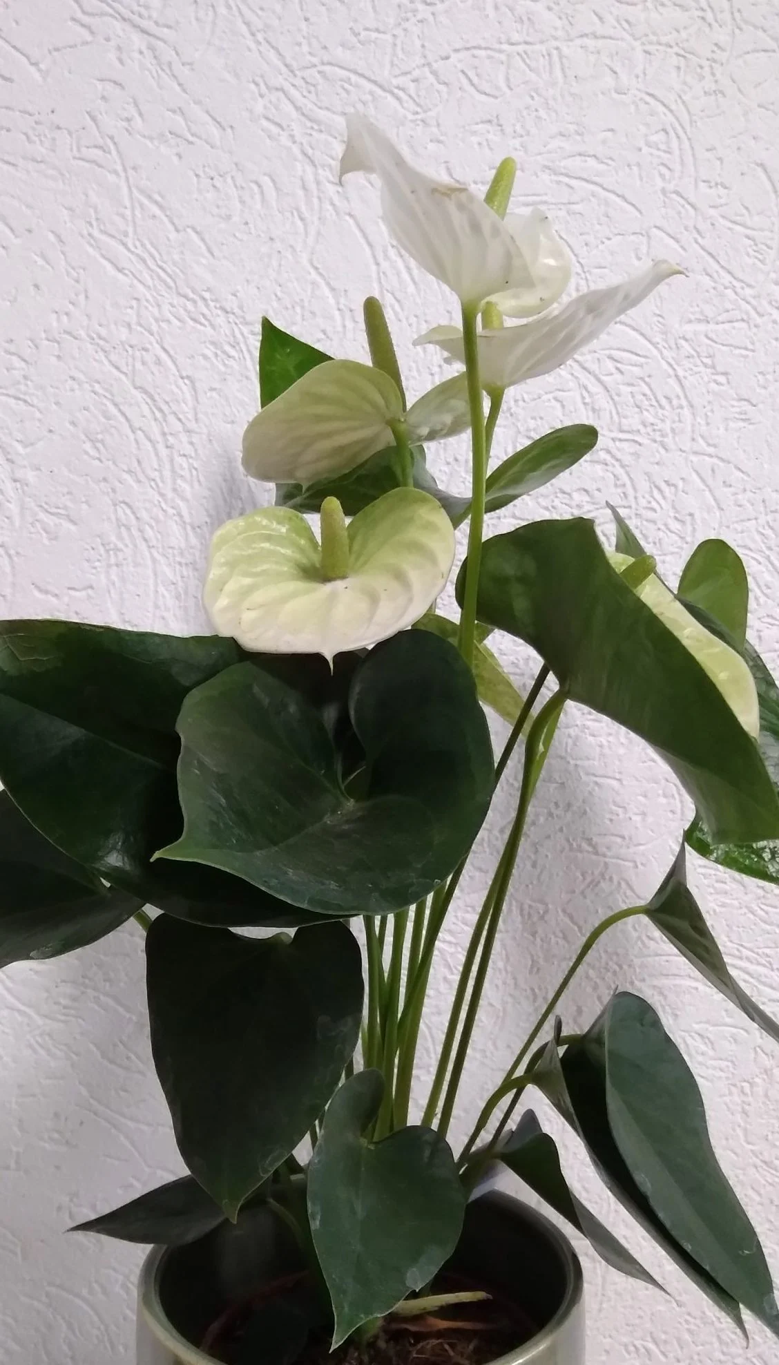 Anthurium Blanc, par Bonheur des fleurs, fleuriste à La Montagne