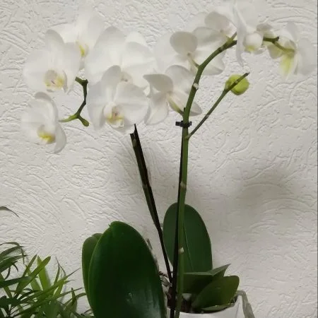 Orchidée Phalaenopsis Rose avec Cache Pot, par Bonheur des fleurs, fleuriste à La Montagne