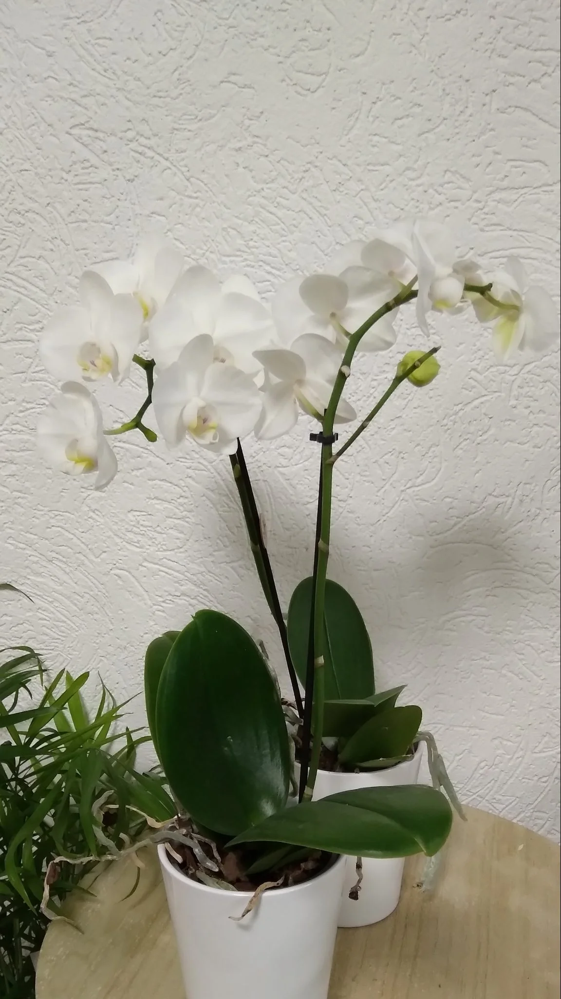 Orchidée Phalaenopsis Rose avec Cache Pot, par Bonheur des fleurs, fleuriste à La Montagne