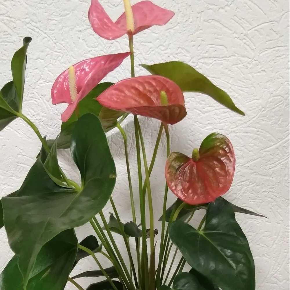 Anthurium Rose, par Bonheur des fleurs, fleuriste à La Montagne