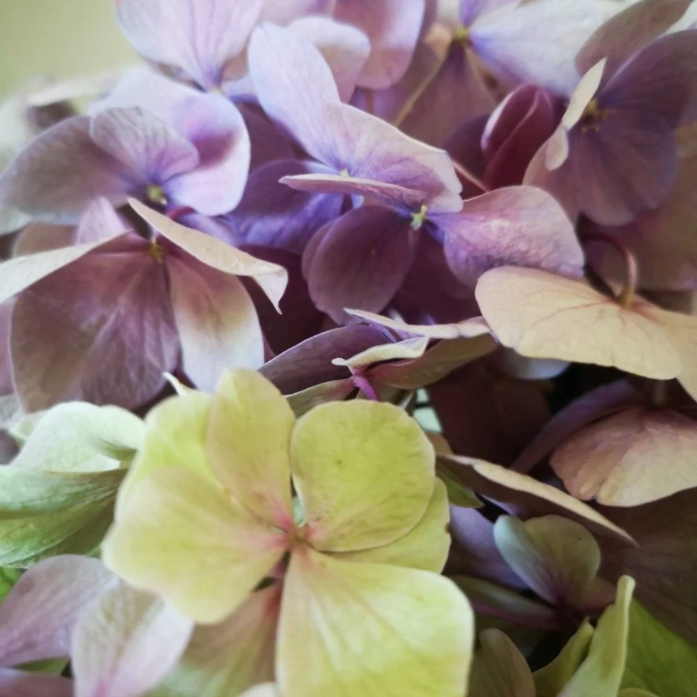 Bouquet d'Hortensias, par Claudie, fleuriste à Beautiran