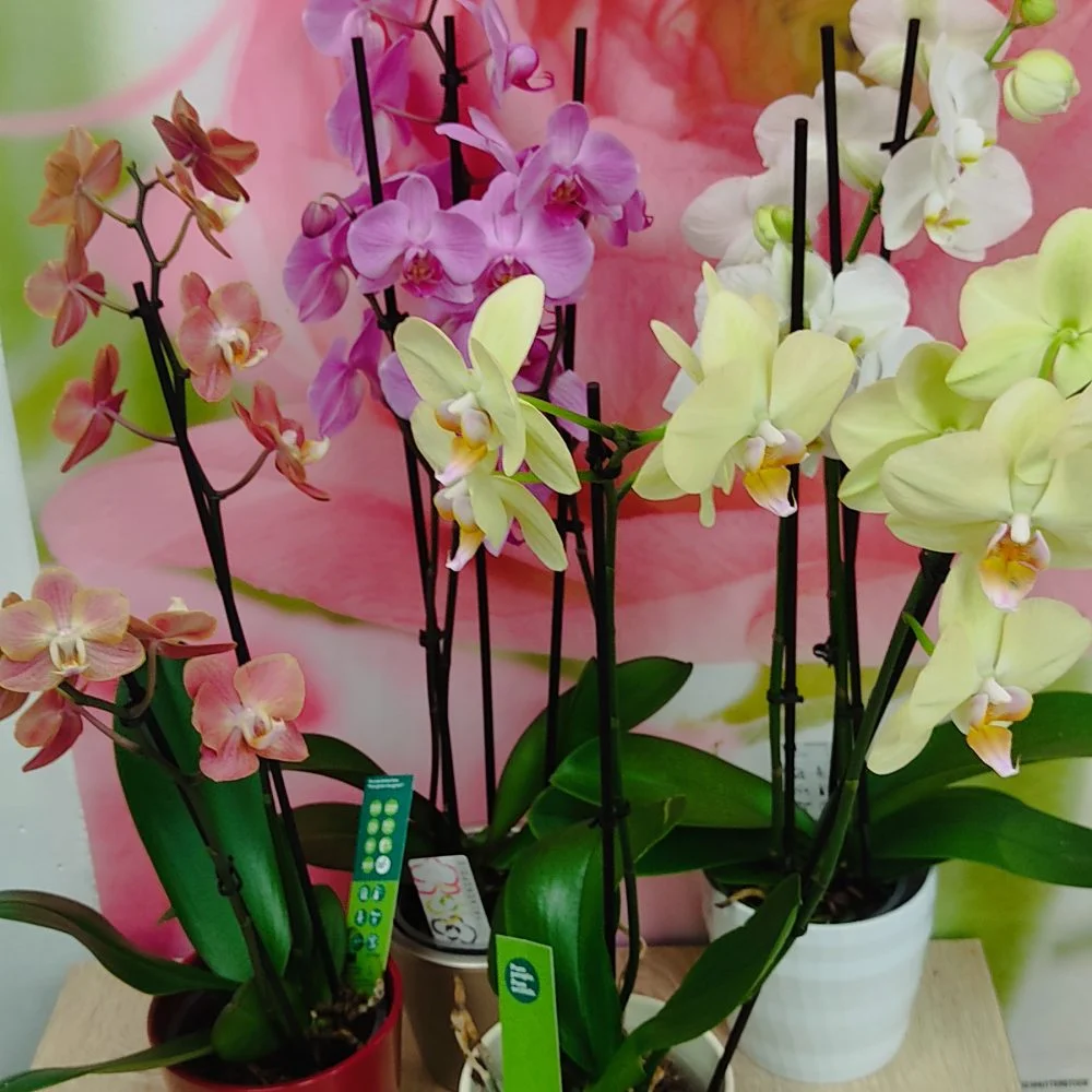 Orchidée Phalaénopsis minimum 2 tiges et son cache pot. Différentes couleurs disponibles, par Arrosoir Et Pollen, fleuriste à Cosne-Cours-sur-Loire