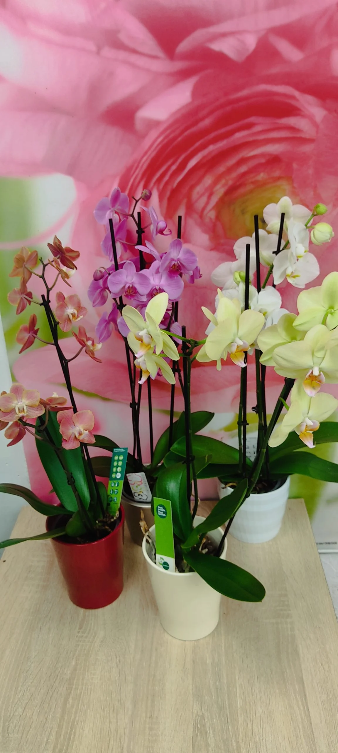 Orchidée Phalaénopsis minimum 2 tiges et son cache pot. Différentes couleurs disponibles, par Arrosoir Et Pollen, fleuriste à Cosne-Cours-sur-Loire