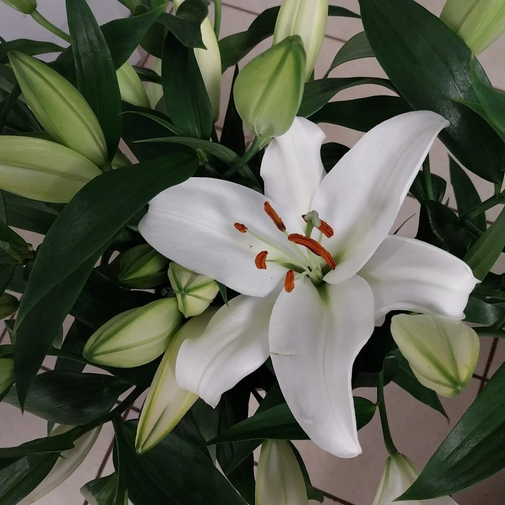 Lune Blanche (Bouquet Bulle), par Montluçon Fleurs, fleuriste à Montluçon