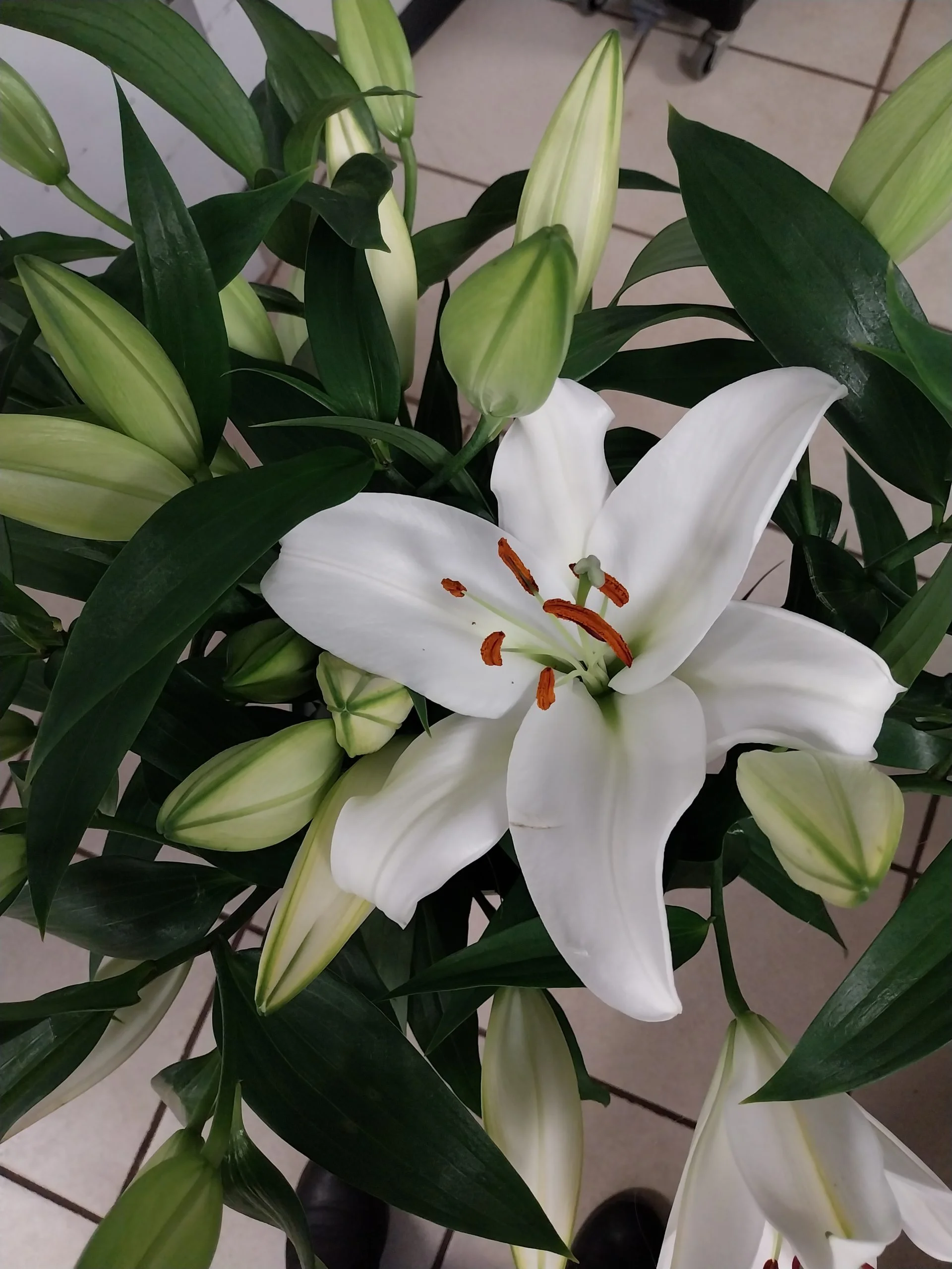 Lune Blanche (Bouquet Bulle), par Montluçon Fleurs, fleuriste à Montluçon