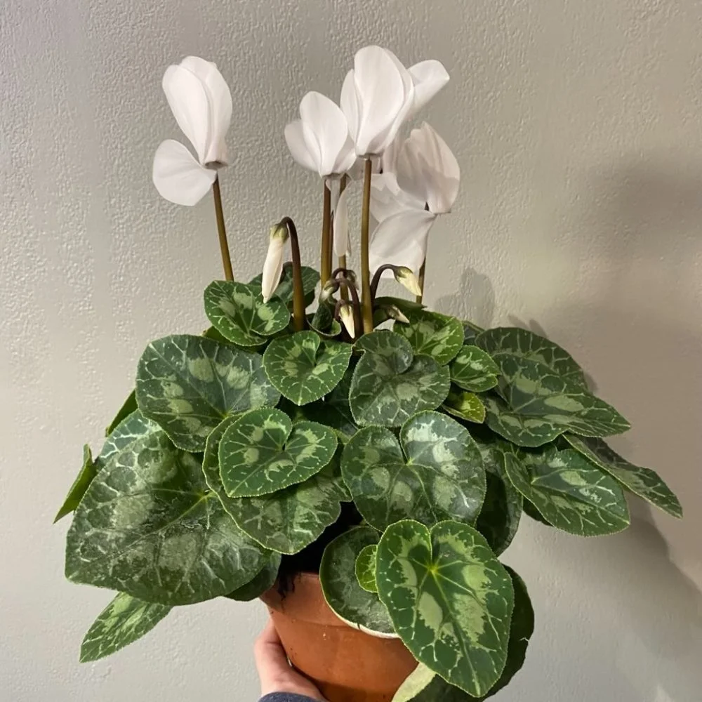 Cyclamen, par Flore Et Sens, fleuriste à Hyères
