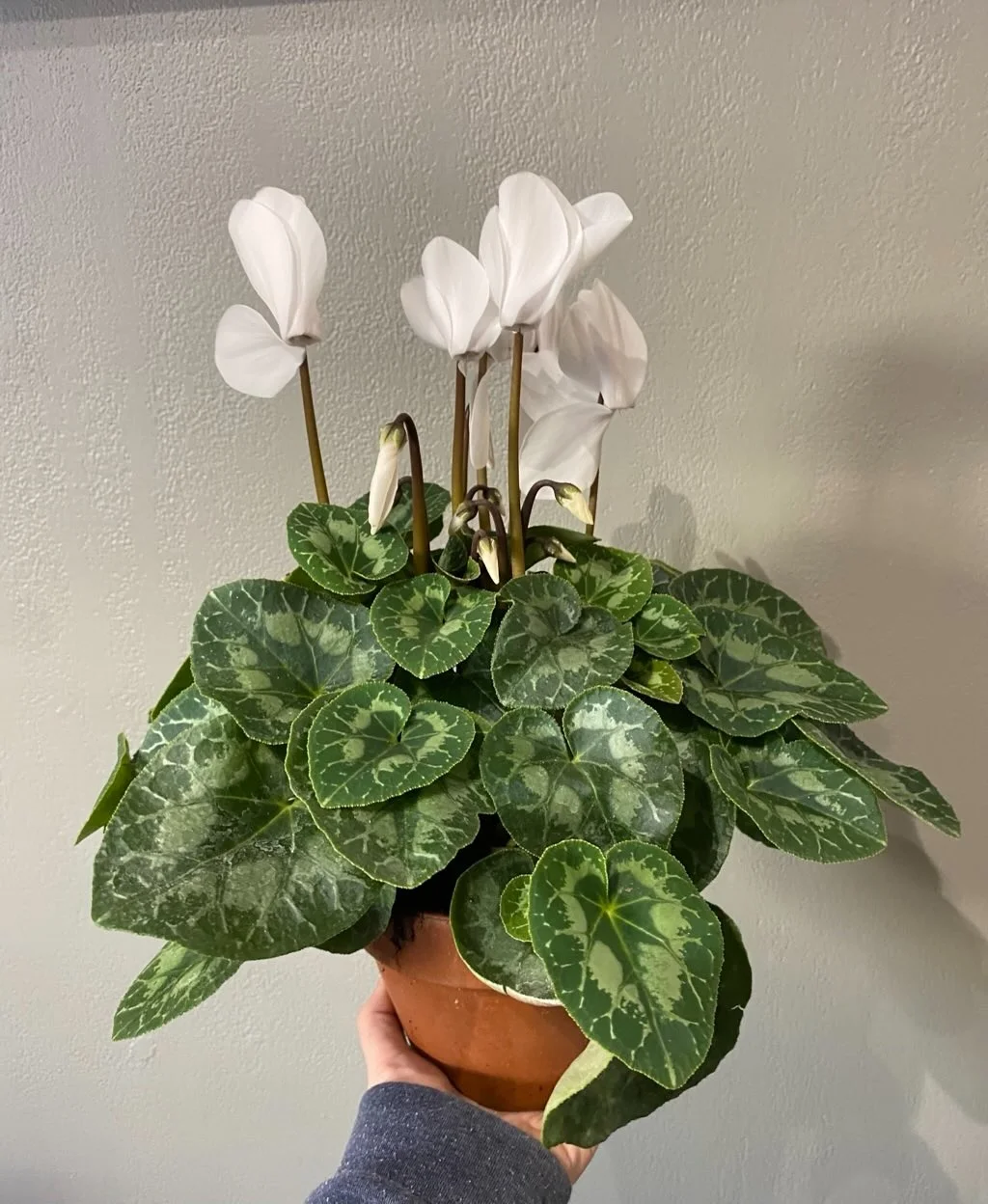 Cyclamen, par Flore Et Sens, fleuriste à Hyères