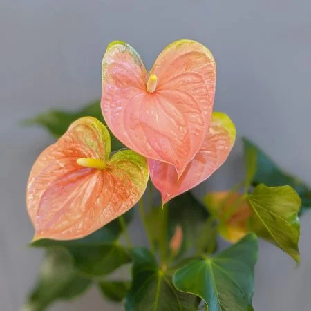 Anthurium surprise, par Nicyr Artisan Fleuriste, fleuriste à Paris