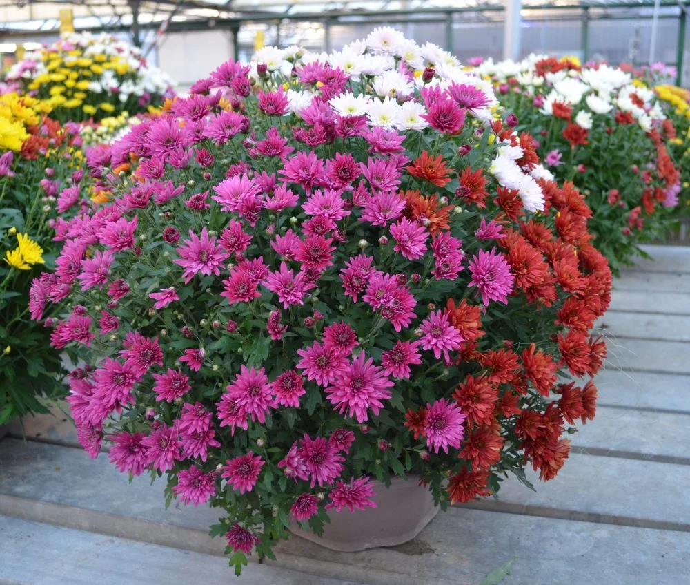 Chrysanthème multicolore ou unicolore., par Arrosoir Et Pollen, fleuriste à Cosne-Cours-sur-Loire
