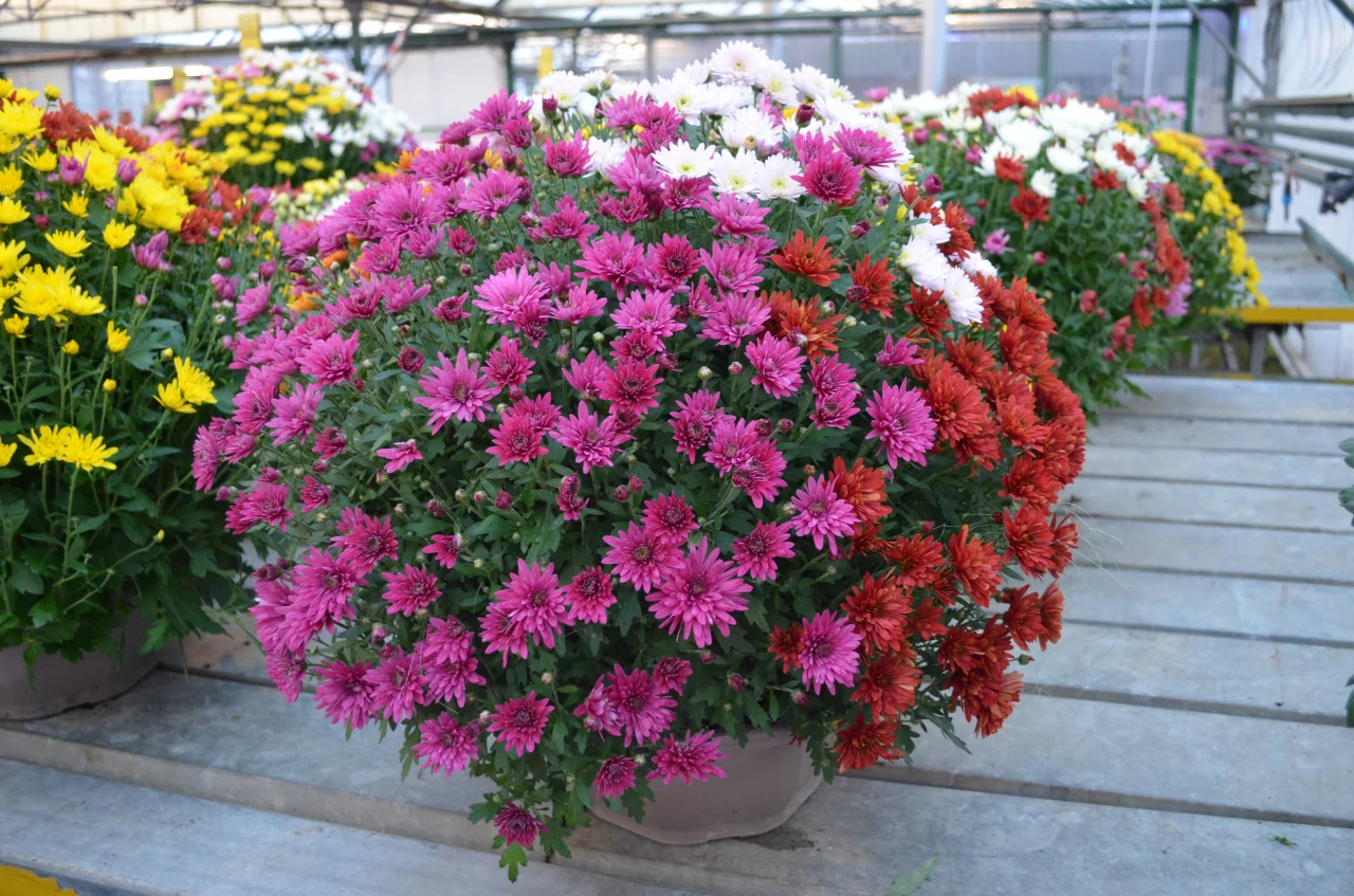 Chrysanthème multicolore ou unicolore., par Arrosoir Et Pollen, fleuriste à Cosne-Cours-sur-Loire
