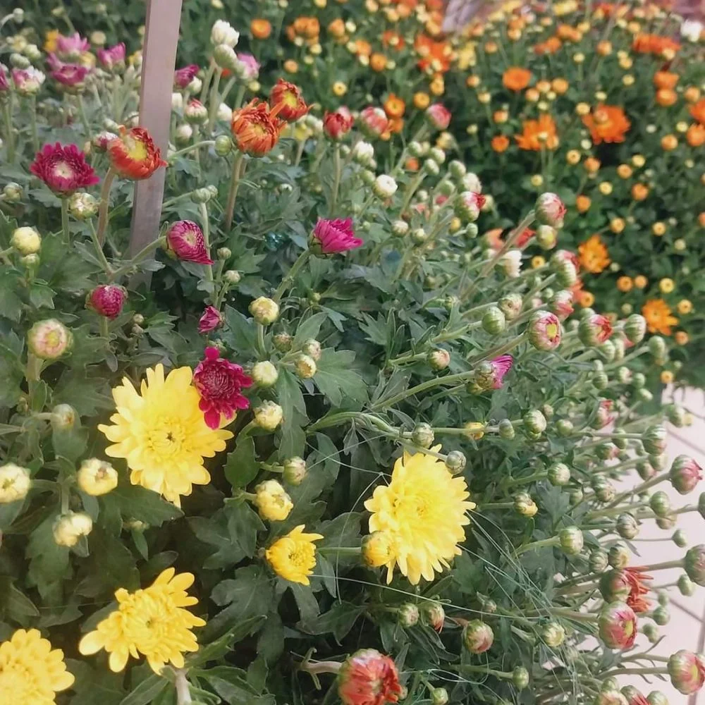 Brassée de Chrysanthèmes, par Montluçon Fleurs, fleuriste à Montluçon
