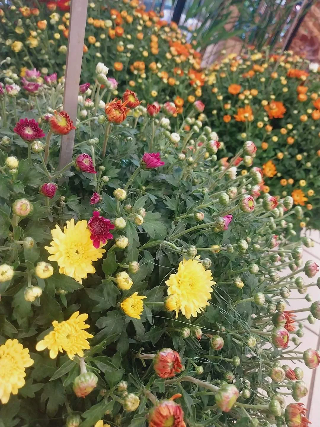 Brassée de Chrysanthèmes, par Montluçon Fleurs, fleuriste à Montluçon