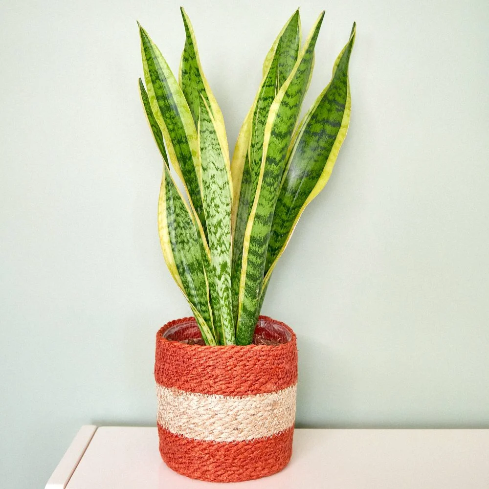 Plante Sansevieria, par Rose des Bois, By Atelier Maisho, fleuriste à Neuilly-sur-Seine