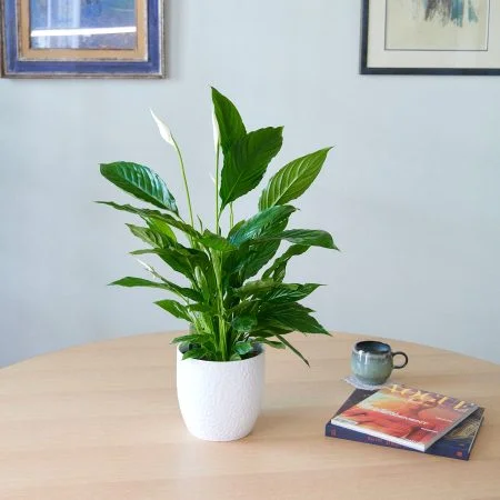 Plante Spathiphyllum, par Rose des Bois, By Atelier Maisho, fleuriste à Neuilly-sur-Seine