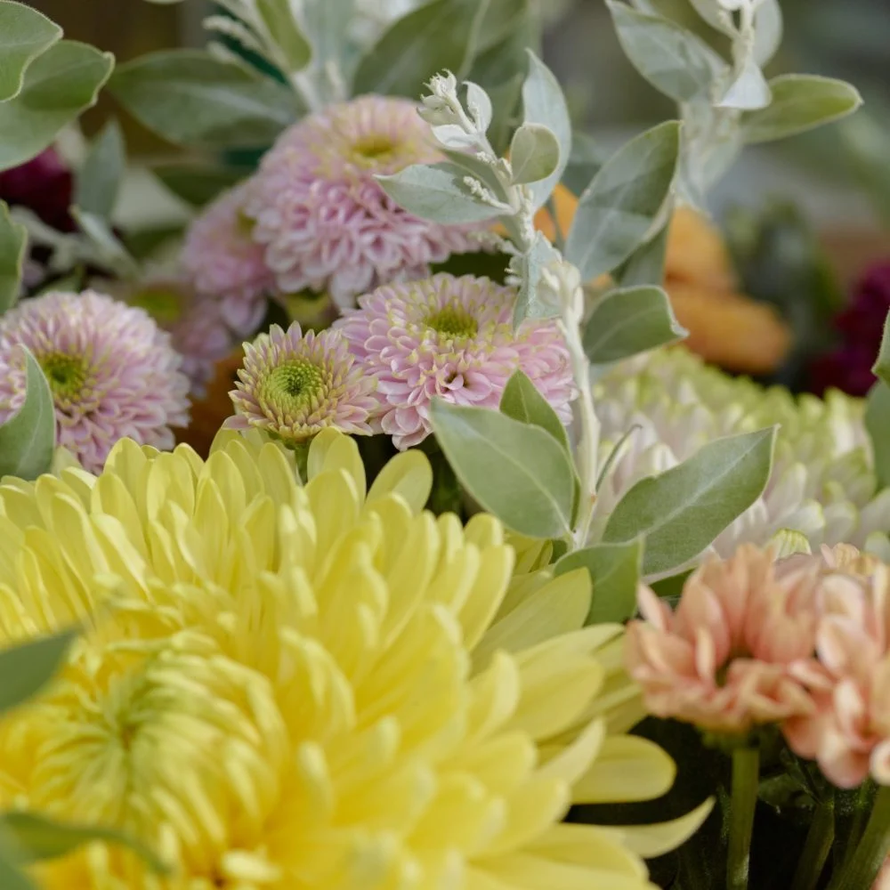 Chrysanthèmes, par L'atelier Floral Natacha, fleuriste à La Teste-de-Buch