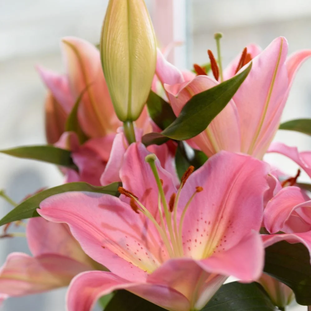 Bouquet de Lys, par Audrey B. Fleuriste, fleuriste à Levallois-Perret