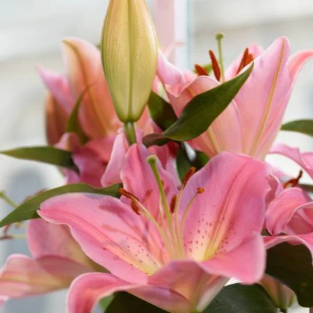 Bouquet de Lys, par Iris et Capucine, fleuriste à Saint-Cloud