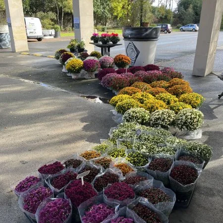 Pomponette de Chrysanthèmes, par Fleurs de Massy, fleuriste à Massy