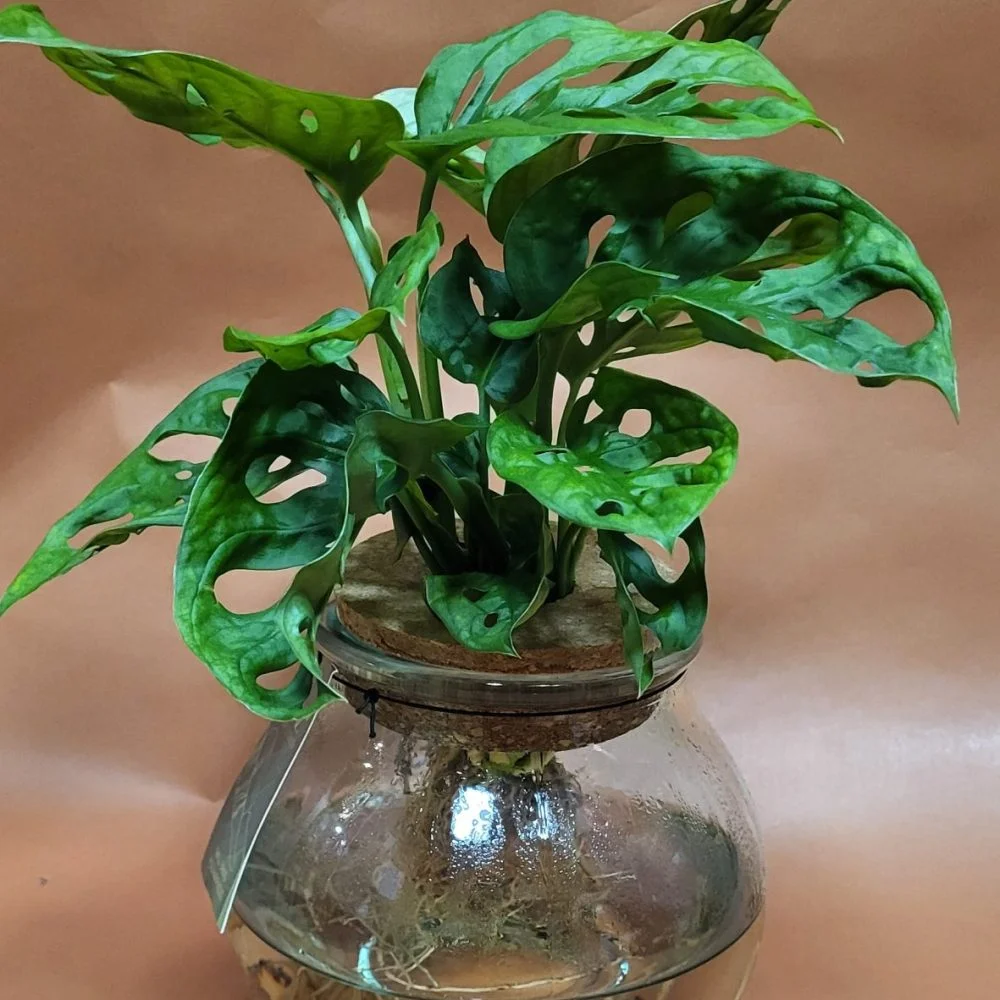 Plante verte, par Le Jardin des Plantes, fleuriste à Romans-sur-Isère