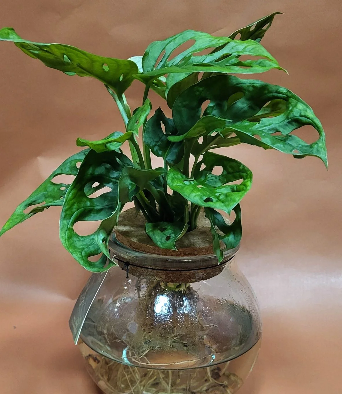 Plante verte, par Le Jardin des Plantes, fleuriste à Romans-sur-Isère