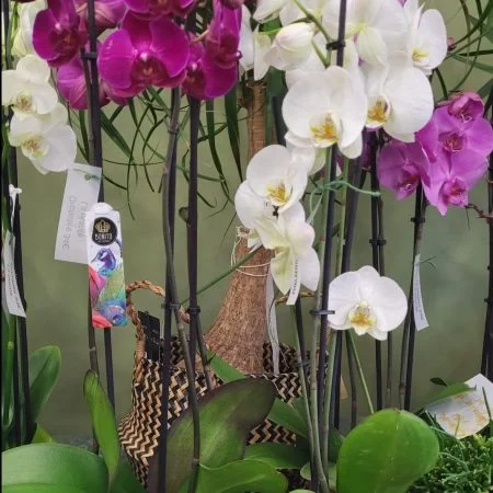 Plante fleurie, par Le Jardin des Plantes, fleuriste à Romans-sur-Isère