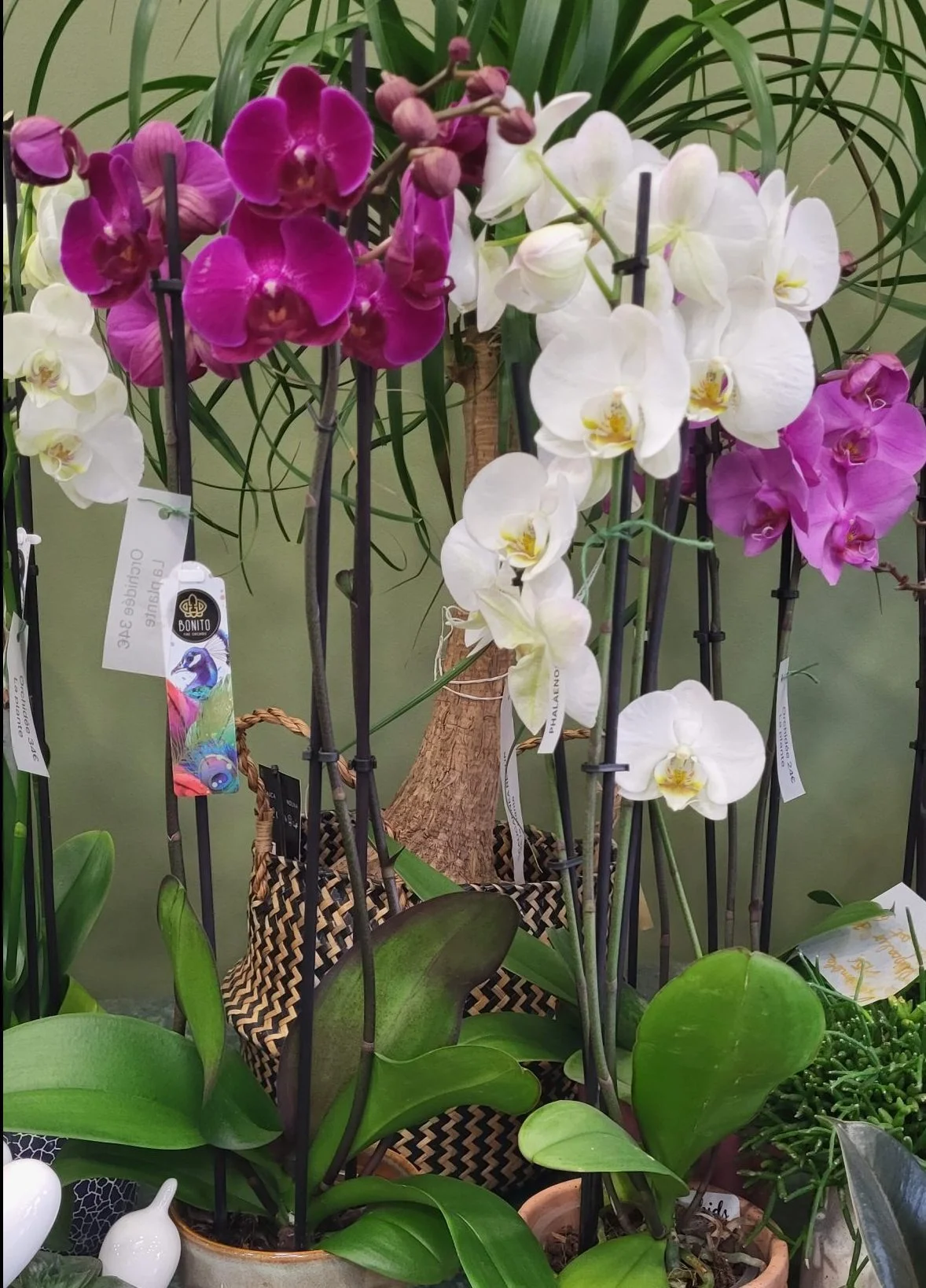 Plante fleurie, par Le Jardin des Plantes, fleuriste à Romans-sur-Isère