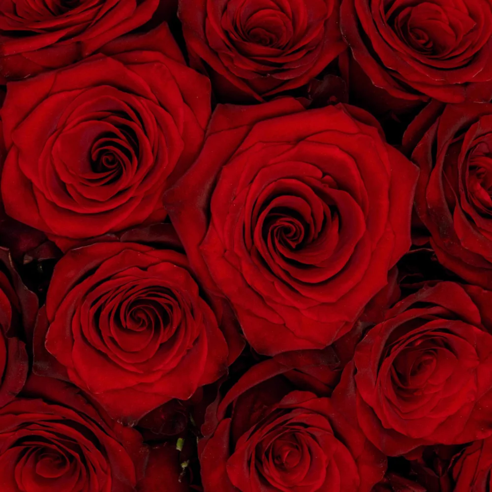 Bouquet de roses Explorer, par Le Sourire d'une Fleur, fleuriste à Pont-Audemer