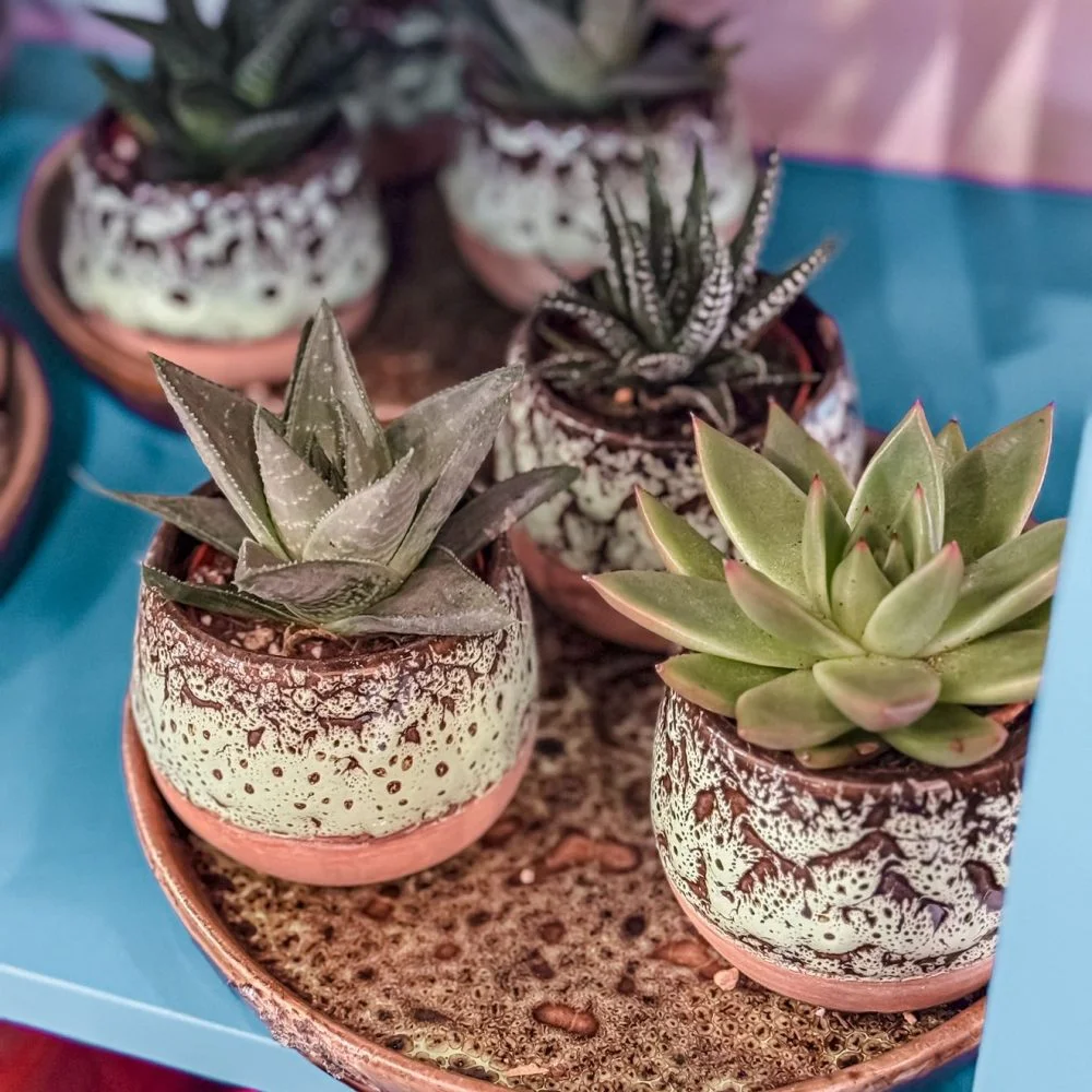 Céramique et Succulentes, par Cosmos Atelier Fleuriste, fleuriste à Franconville