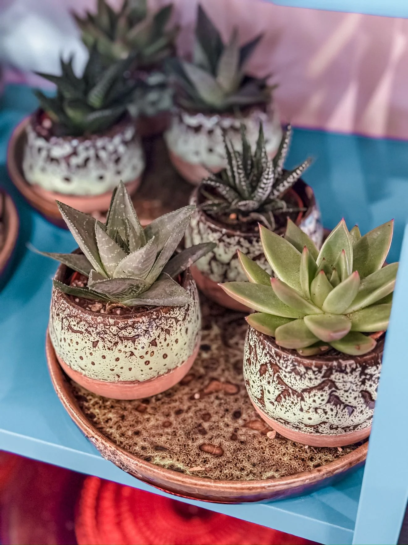 Céramique et Succulentes, par Cosmos Atelier Fleuriste, fleuriste à Franconville