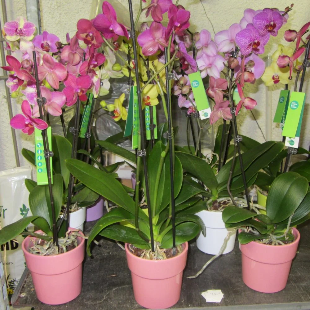 plante orchidée, par La Fontaine Fleurie, fleuriste à Sailly-Labourse