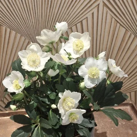 ROSE DE NOEL, par Art Floral Le Puy en Velay, fleuriste à Le Puy-en-Velay