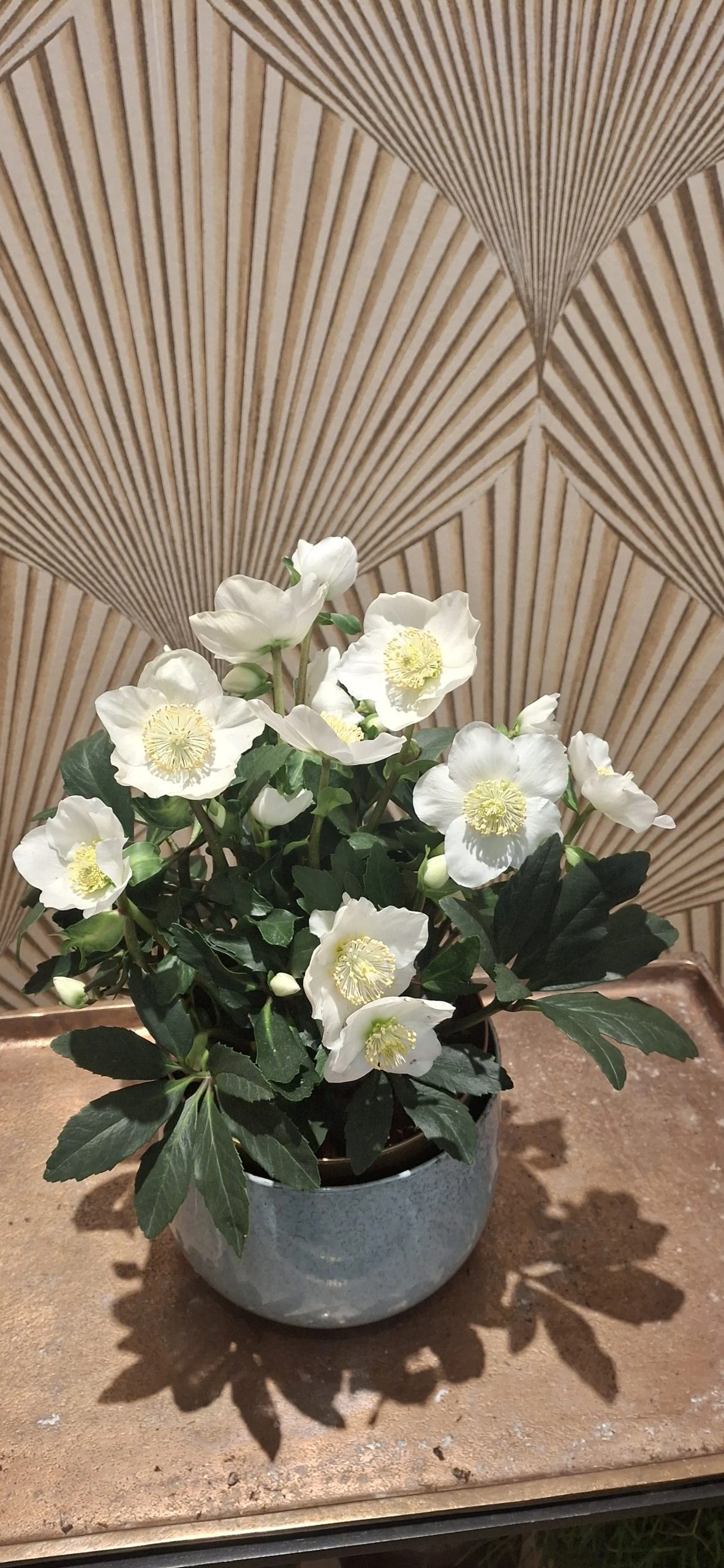 ROSE DE NOEL, par Art Floral Le Puy en Velay, fleuriste à Le Puy-en-Velay