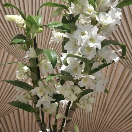 Dendrobiome, par Art Floral Le Puy en Velay, fleuriste à Le Puy-en-Velay