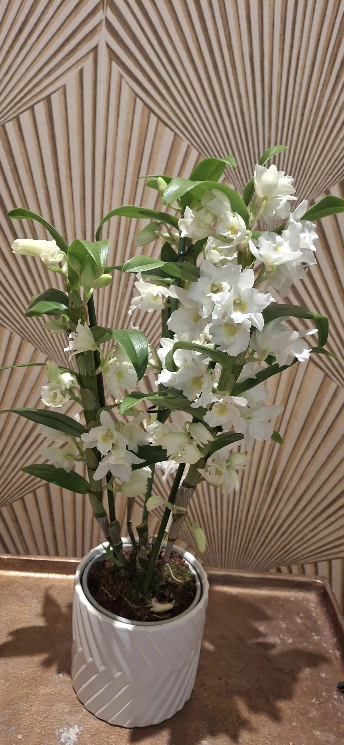 Dendrobiome, par Art Floral Le Puy en Velay, fleuriste à Le Puy-en-Velay