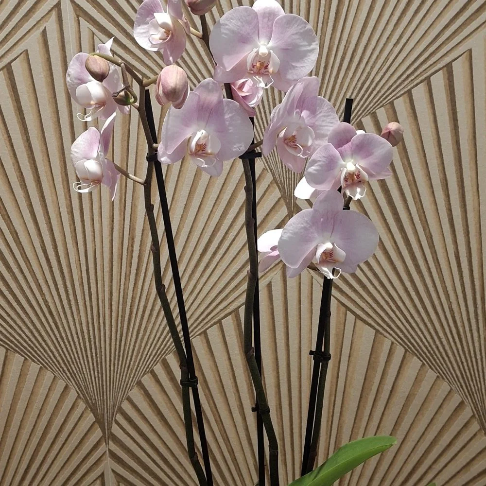 Orchidée Phalaenopsis, par Art Floral Le Puy en Velay, fleuriste à Le Puy-en-Velay