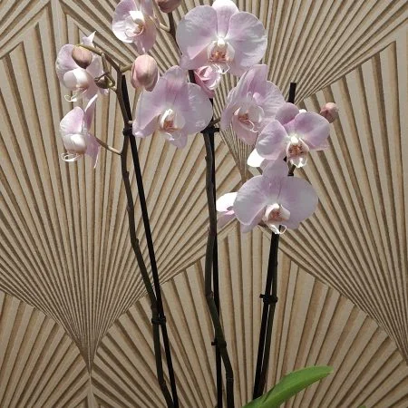 Orchidée Phalaenopsis, par Art Floral Le Puy en Velay, fleuriste à Le Puy-en-Velay