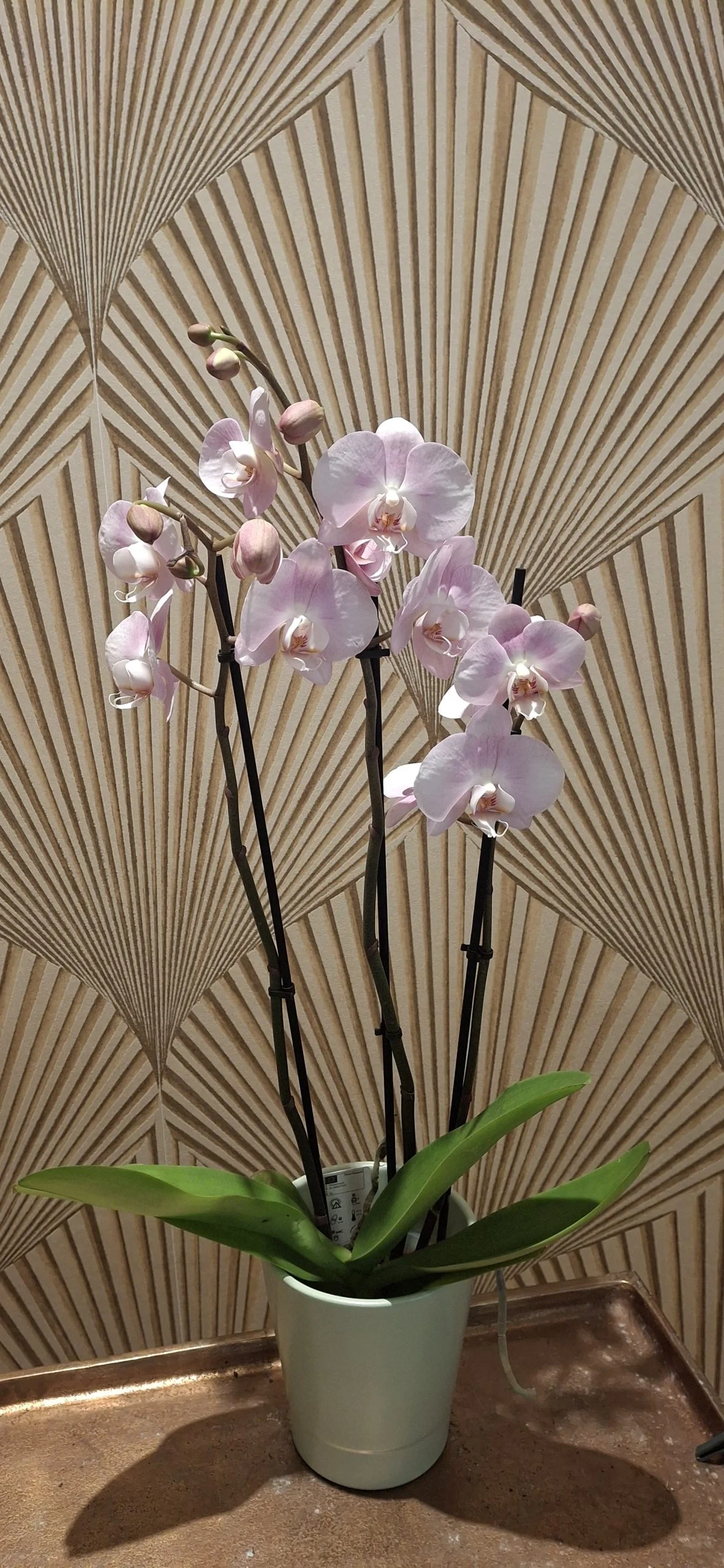Orchidée Phalaenopsis, par Art Floral Le Puy en Velay, fleuriste à Le Puy-en-Velay