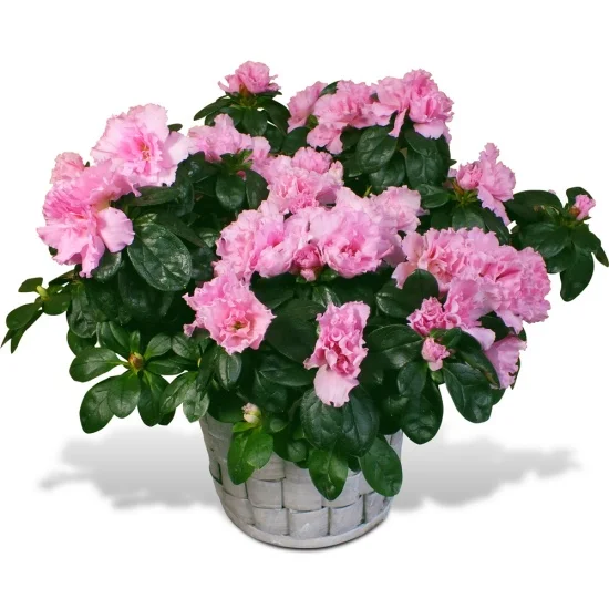azalée, par Cannelle Fleurs, fleuriste à Bégard