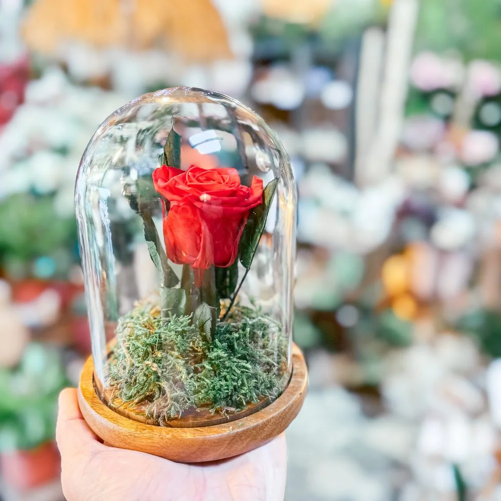 Rose éternelle, par Rêve d'orchidée, fleuriste à Quimper