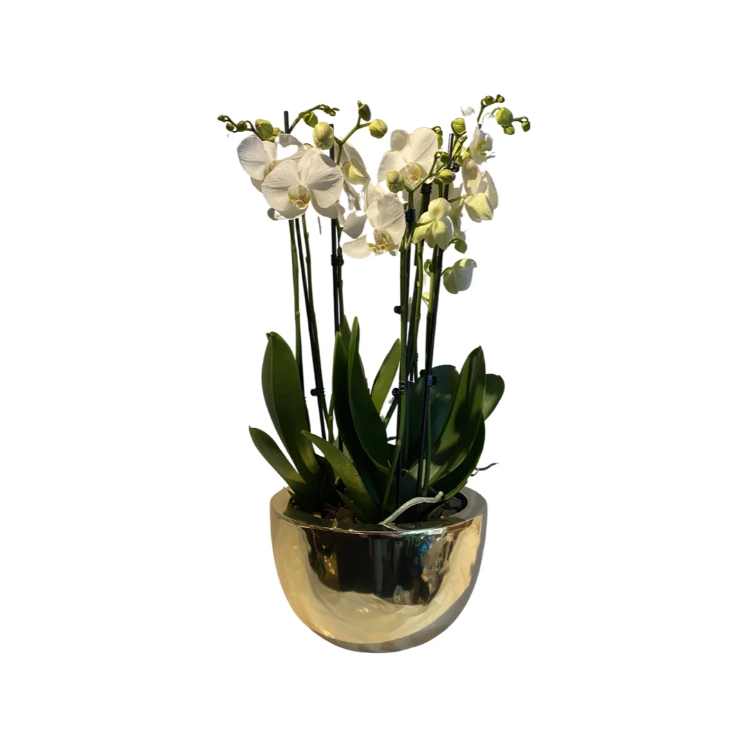 Orchidees blanches dans un pot en or platine, par Flowers 7 Days, fleuriste à Antwerpen