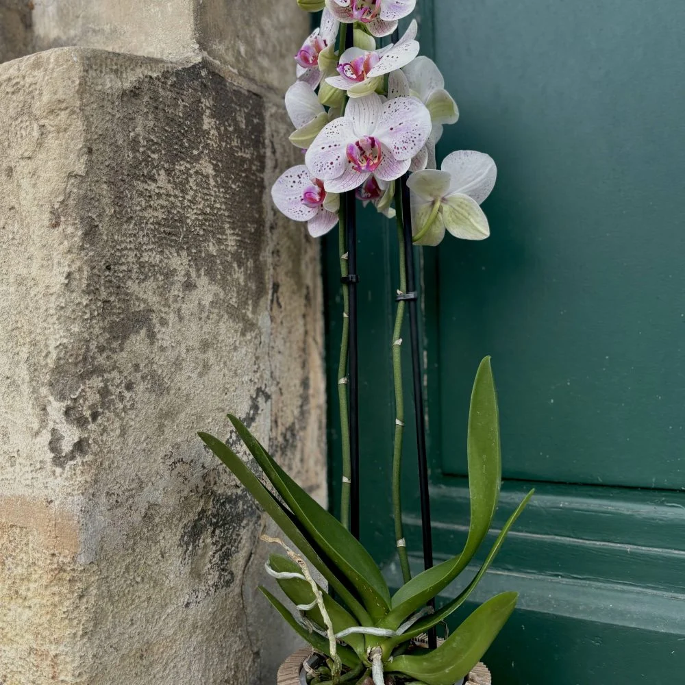 Orchidée, par Avenue des Fleurs, fleuriste à Château-Gontier-sur-Mayenne