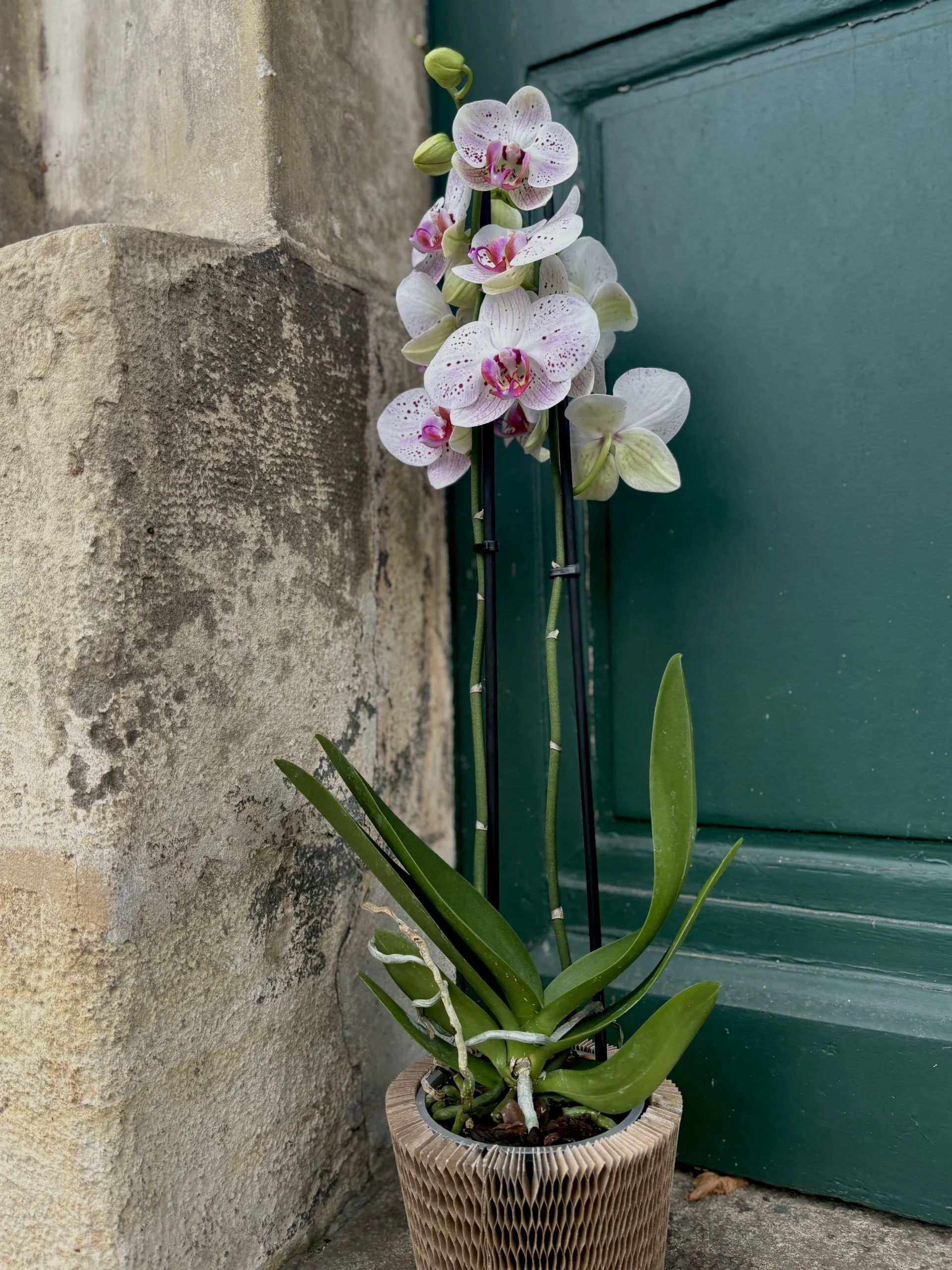Orchidée, par Avenue des Fleurs, fleuriste à Château-Gontier-sur-Mayenne