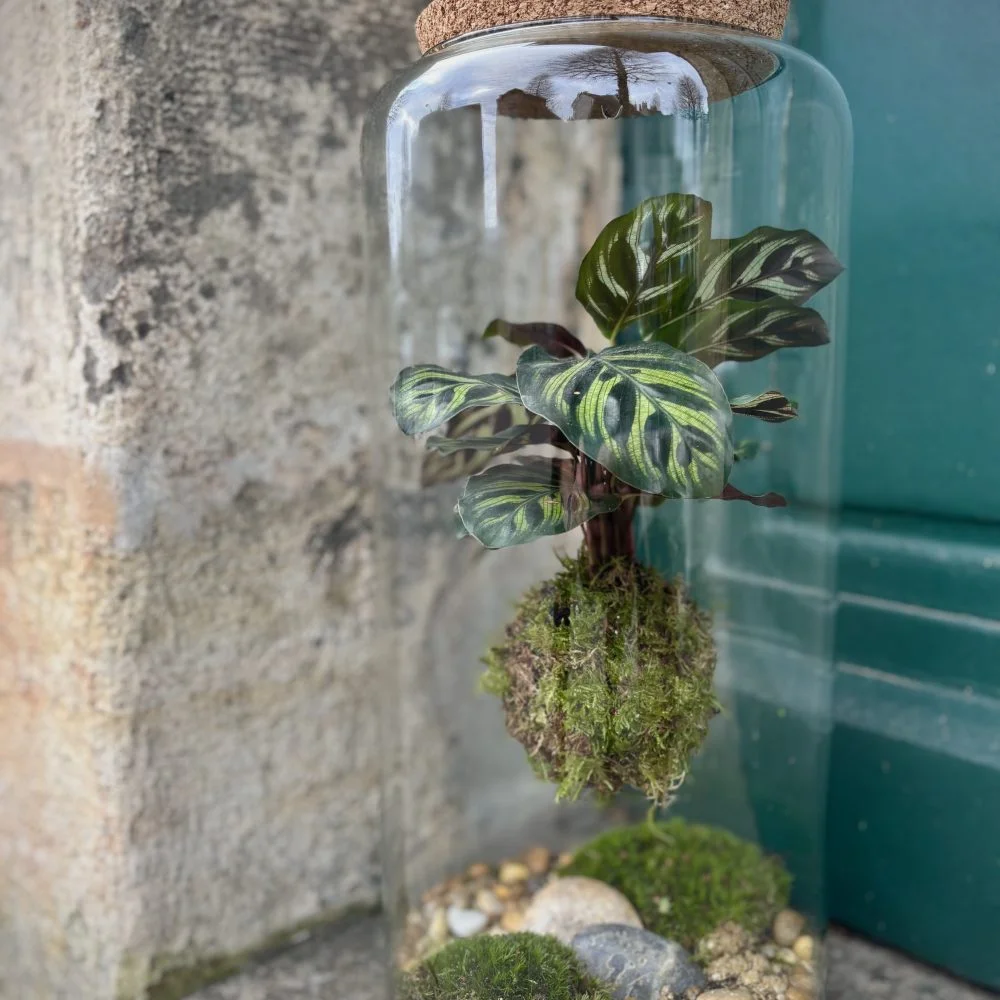 Kokedama suspendu - Calathéa, par Avenue des Fleurs, fleuriste à Château-Gontier-sur-Mayenne