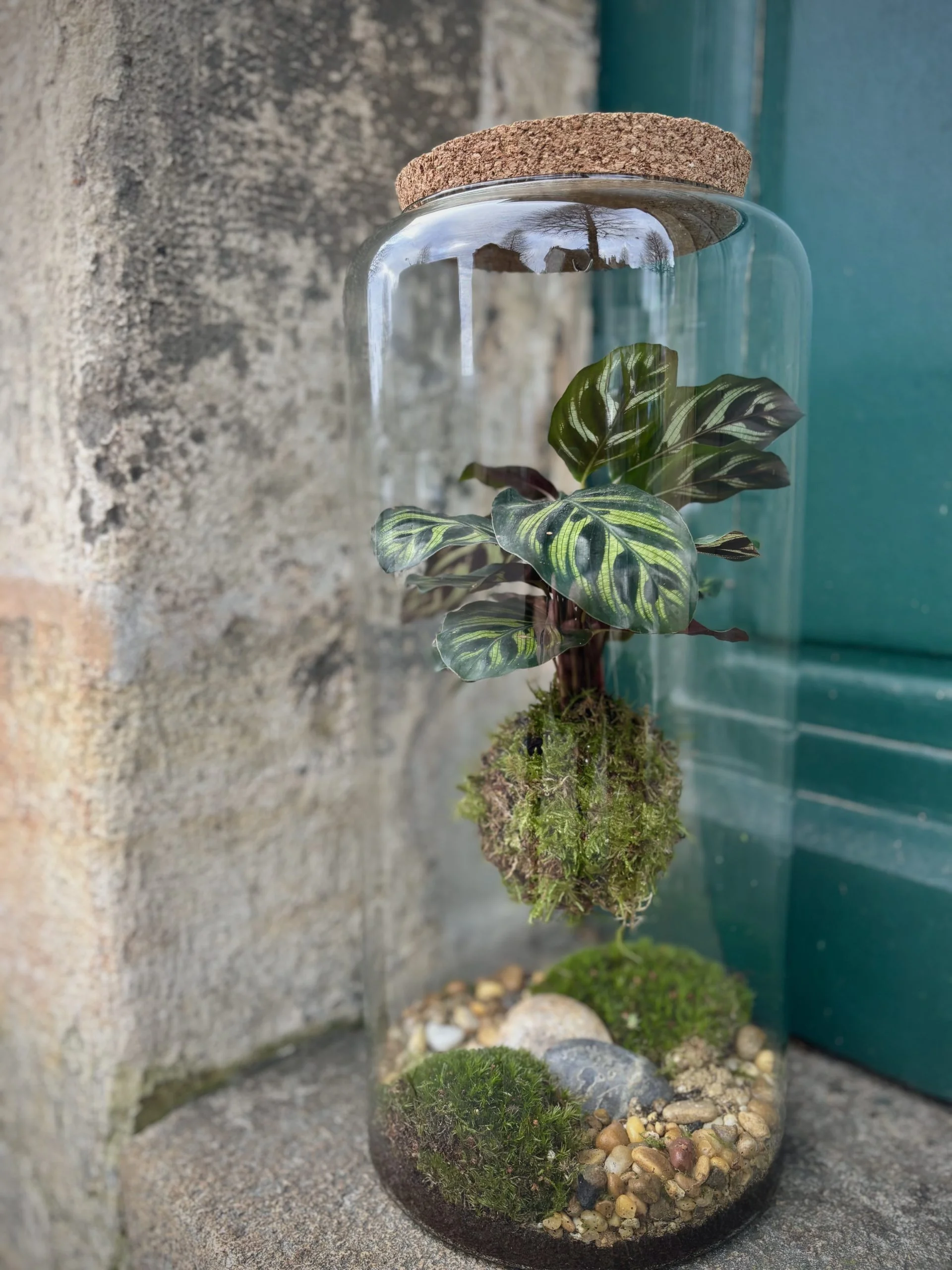 Kokedama suspendu – Calathéa, par Avenue des Fleurs, fleuriste à Château-Gontier-sur-Mayenne