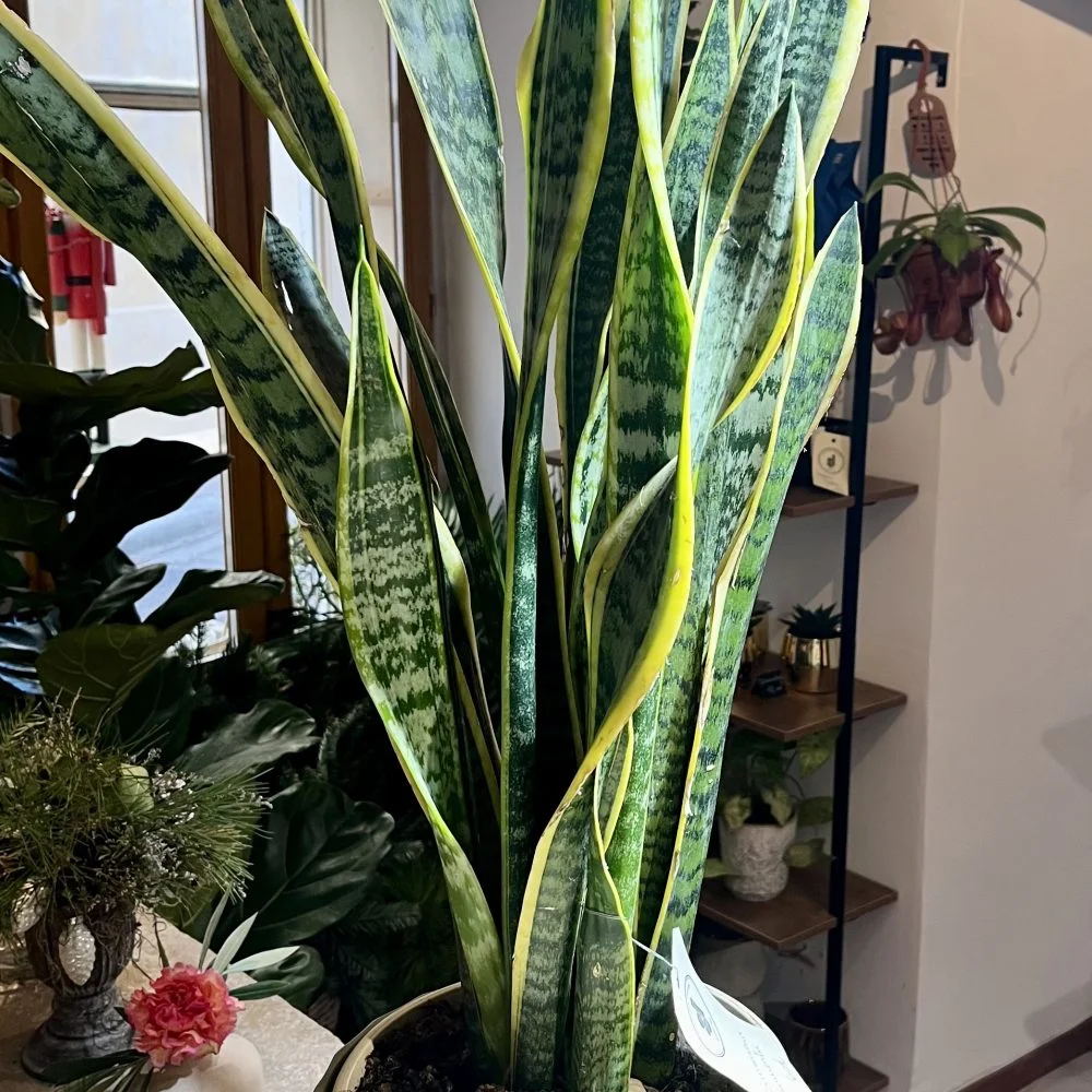 Sansevieria, par Green Lab, fleuriste à Aix-en-Provence