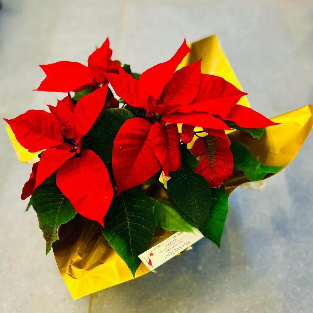 Plante Poinsettia, Étoile de Noël, par MISS JANY FLEURS, fleuriste à Roubaix