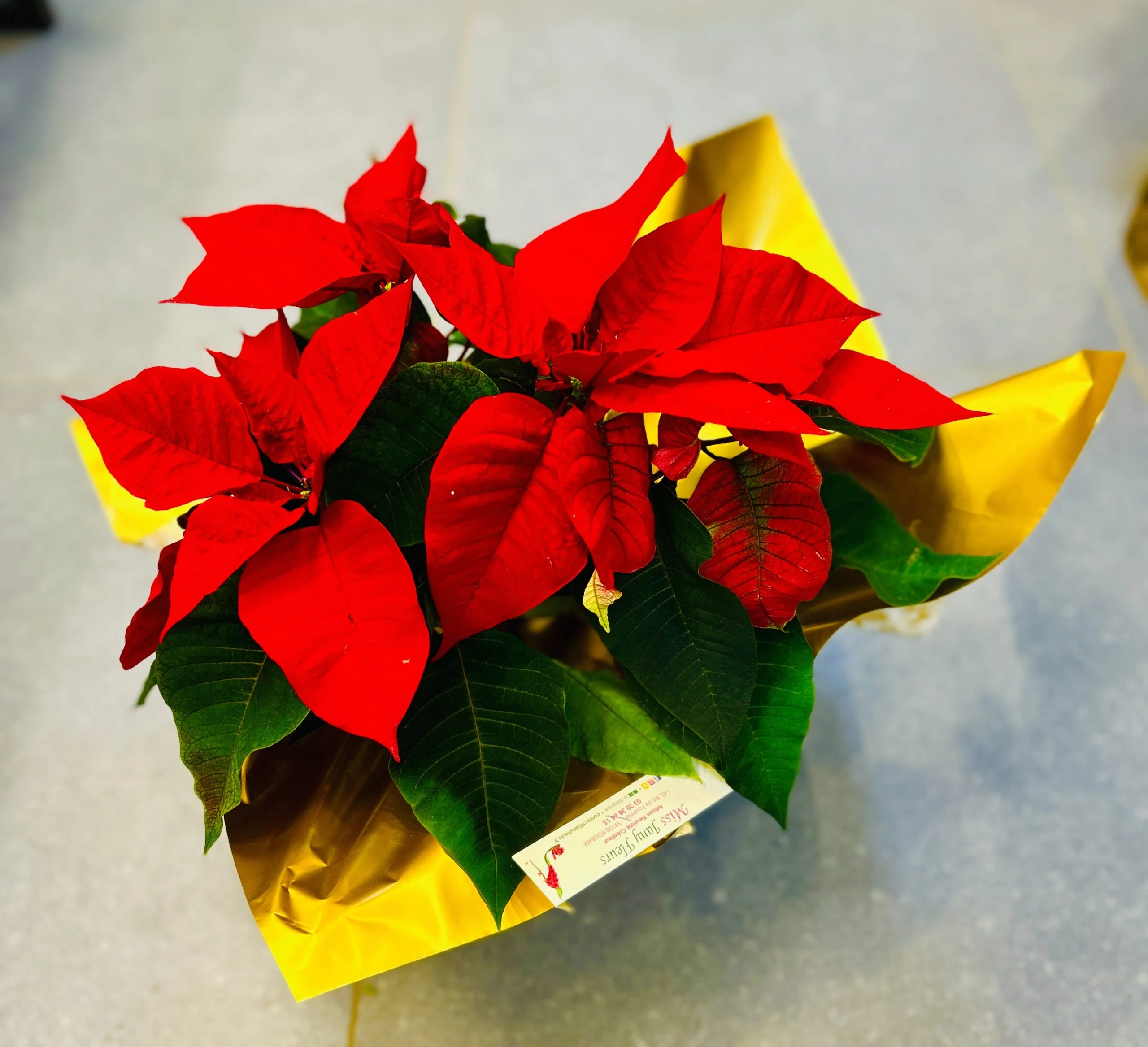 Plante Poinsettia, Étoile de Noël, par MISS JANY FLEURS, fleuriste à Roubaix