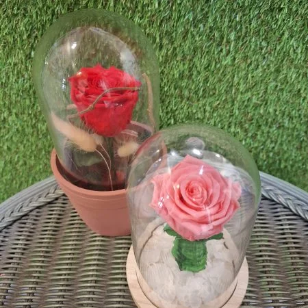 Rose eternelle sous cloche, par MISS JANY FLEURS, fleuriste à Roubaix